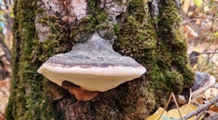 Fomitopsis ochracea