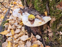Fomitopsis ochracea