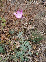 Sidalcea glaucescens