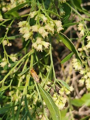 Chauliognathus marginatus