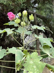 Hibiscus mutabilis
