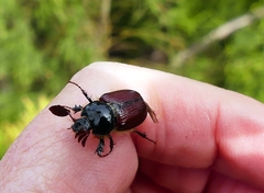Corynophyllus fortnumi