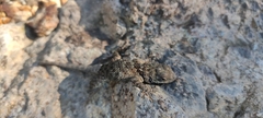 Sceloporus spinosus