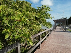 Laguncularia racemosa