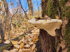 Fomitopsis ochracea
