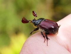 Corynophyllus fortnumi