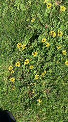 Arctotheca calendula