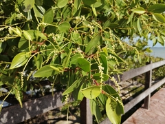 Laguncularia racemosa