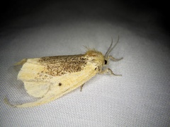 Kuromondokuga niphonis