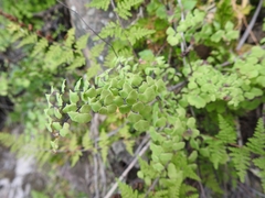Adiantum poiretii