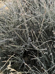 Ephedra nevadensis