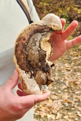 Fomitopsis ochracea