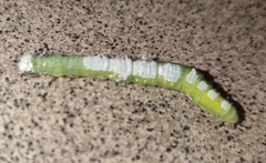 Pericyma cruegeri