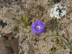Nolana elegans