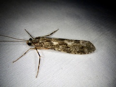 Stenopsyche marmorata