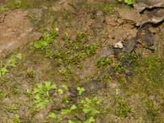 Physcomitrium serratum