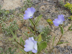 Nolana elegans