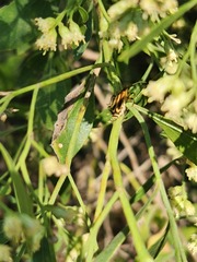 Chauliognathus marginatus