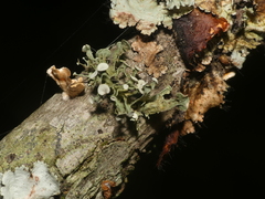 Ramalina americana