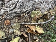 Pachypsylla celtidismamma