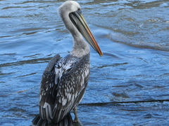 Pelecanus thagus