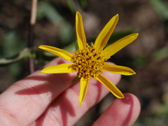 Helianthus gracilentus