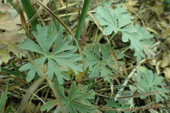 Sidalcea glaucescens