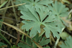Sidalcea glaucescens