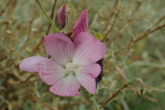 Sidalcea glaucescens