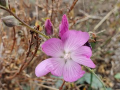 Sidalcea glaucescens