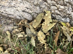 Pachypsylla celtidismamma