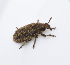 Rhinocyllus