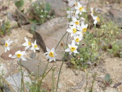 Leucocoryne coronata