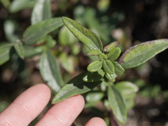 Helianthus gracilentus