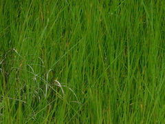 Schoenoplectus pungens