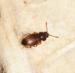 Cryptophaginae