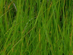 Schoenoplectus pungens