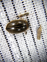 Hydaticus grammicus