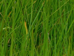 Schoenoplectus pungens