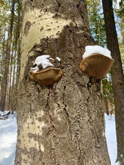 Phellinus tremulae