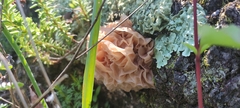 Phaeotremella
