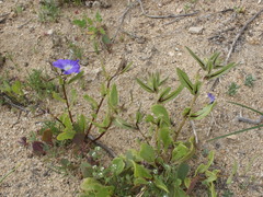 Nolana elegans