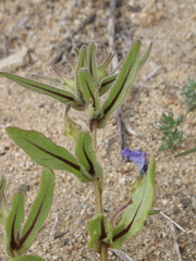 Nolana elegans