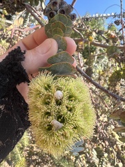 Eucalyptus cinerea