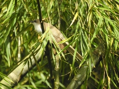 Coccyzus melacoryphus