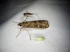 Nomophila noctuella