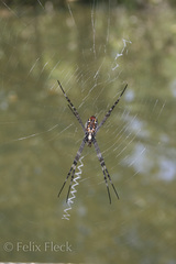 Argiope radon
