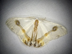 Macrocilix mysticata