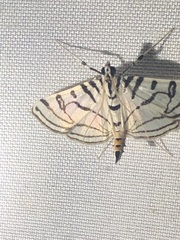 Conchylodes ovulalis