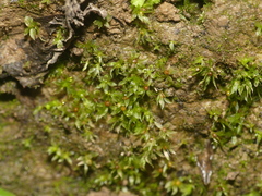 Ephemerum spinulosum